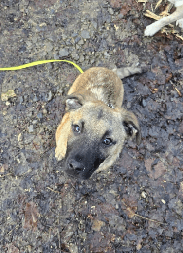 2025 01 26 15 08 45 Finn ❤️ Einfach Nur Zum Knutschen In Nordrhein Westfalen Bad Salzuflen Misch