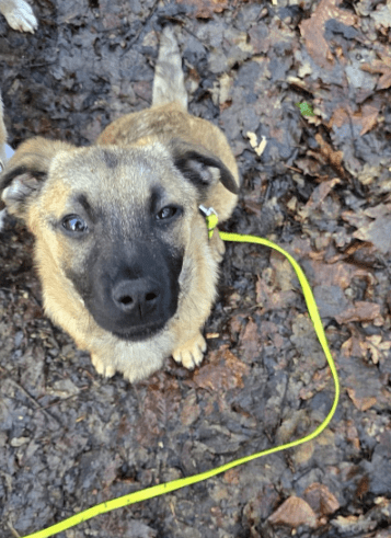 2025 01 26 15 08 50 Finn ❤️ Einfach Nur Zum Knutschen In Nordrhein Westfalen Bad Salzuflen Misch