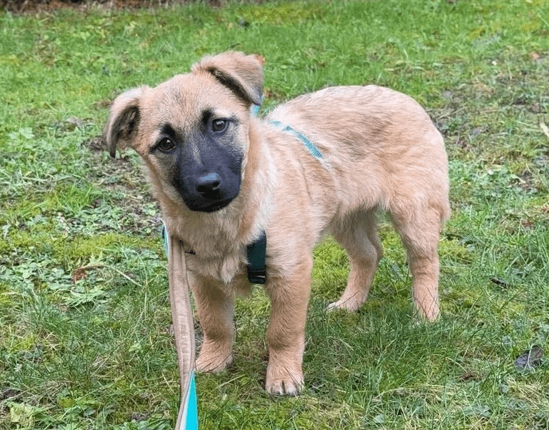 2025 01 29 21 32 41 Fae ❤️ Kleine Herzensbrecherin Sucht Familienanschluss In Niedersachsen Bad Mü