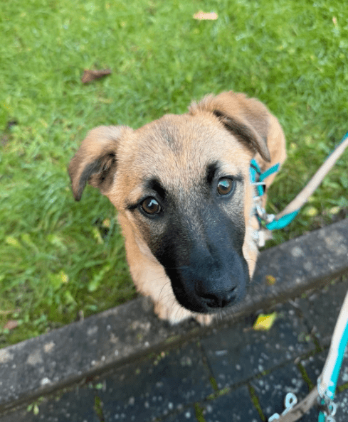 2025 01 29 21 32 50 Fae ❤️ Kleine Herzensbrecherin Sucht Familienanschluss In Niedersachsen Bad Mü