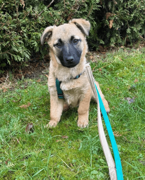 2025 01 29 21 32 58 Fae ❤️ Kleine Herzensbrecherin Sucht Familienanschluss In Niedersachsen Bad Mü