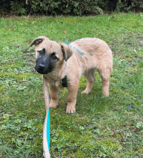 2025 01 29 21 33 06 Fae ❤️ Kleine Herzensbrecherin Sucht Familienanschluss In Niedersachsen Bad Mü