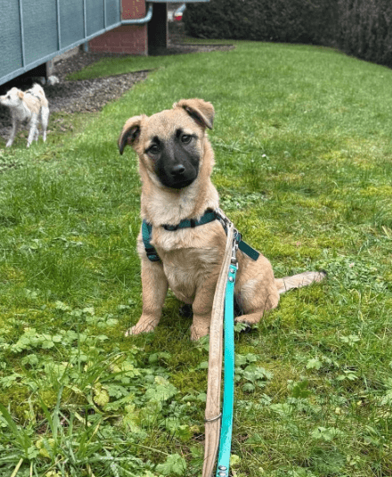 2025 01 29 21 33 11 Fae ❤️ Kleine Herzensbrecherin Sucht Familienanschluss In Niedersachsen Bad Mü