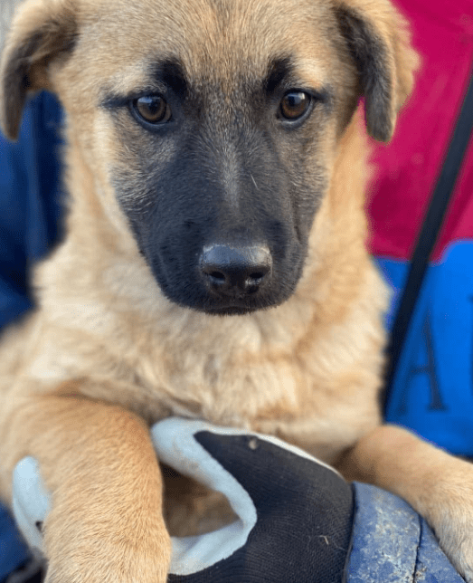 2025 01 29 21 33 17 Fae ❤️ Kleine Herzensbrecherin Sucht Familienanschluss In Niedersachsen Bad Mü