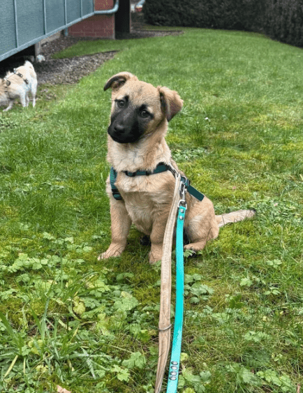 2025 01 29 21 33 22 Fae ❤️ Kleine Herzensbrecherin Sucht Familienanschluss In Niedersachsen Bad Mü