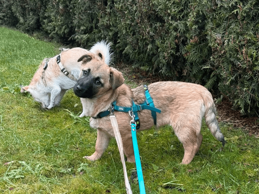 2025 01 29 21 33 27 Fae ❤️ Kleine Herzensbrecherin Sucht Familienanschluss In Niedersachsen Bad Mü