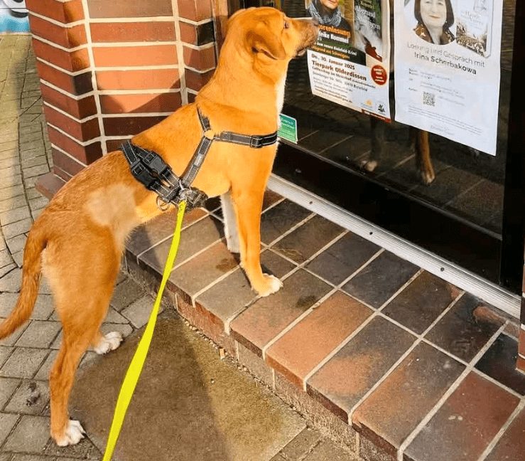 2025 01 29 21 53 56 Zaubermaus Zazou ❤️ Sucht Dich! In Bielefeld Bielefeld (innenstadt) Mischlin Kopie