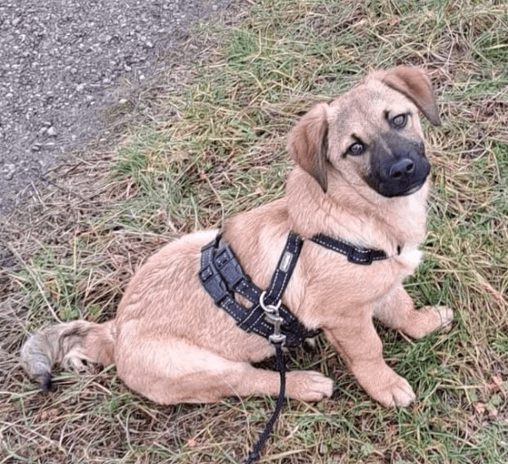 2025 02 08 22 28 38 Schmusebacke Feli ❤️ Sucht Ihr Zuhause In Rheinland Pfalz Idenheim Mischling