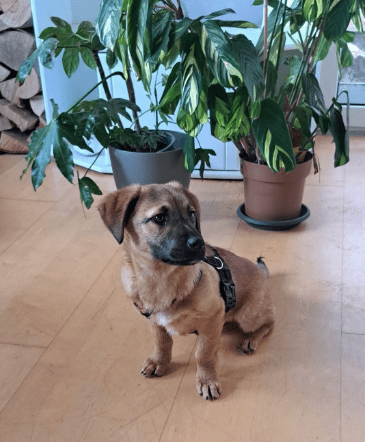 2025 02 08 22 28 59 Schmusebacke Feli ❤️ Sucht Ihr Zuhause In Rheinland Pfalz Idenheim Mischling
