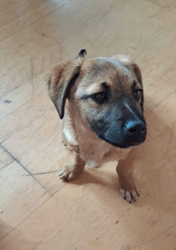 2025 02 08 22 29 05 Schmusebacke Feli ❤️ Sucht Ihr Zuhause In Rheinland Pfalz Idenheim Mischling