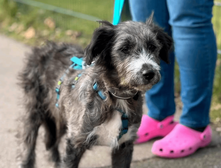 2025 02 11 21 16 21 Zuckerschnute Shelly ❤️ Sucht Ihre Menschen! In Nordrhein Westfalen Herten M