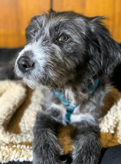 2025 02 11 21 16 26 Zuckerschnute Shelly ❤️ Sucht Ihre Menschen! In Nordrhein Westfalen Herten M
