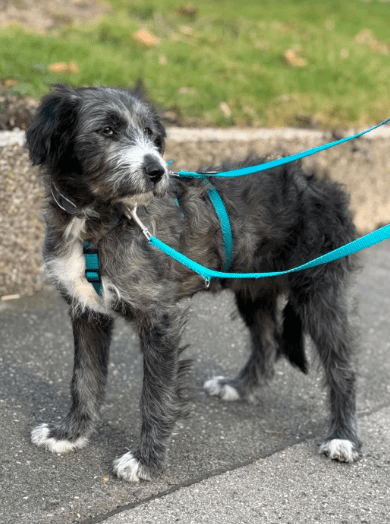 2025 02 11 21 16 31 Zuckerschnute Shelly ❤️ Sucht Ihre Menschen! In Nordrhein Westfalen Herten M