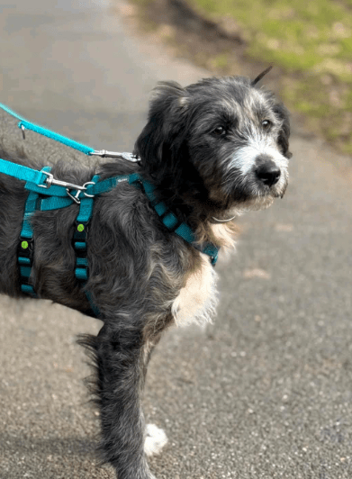 2025 02 11 21 16 35 Zuckerschnute Shelly ❤️ Sucht Ihre Menschen! In Nordrhein Westfalen Herten M