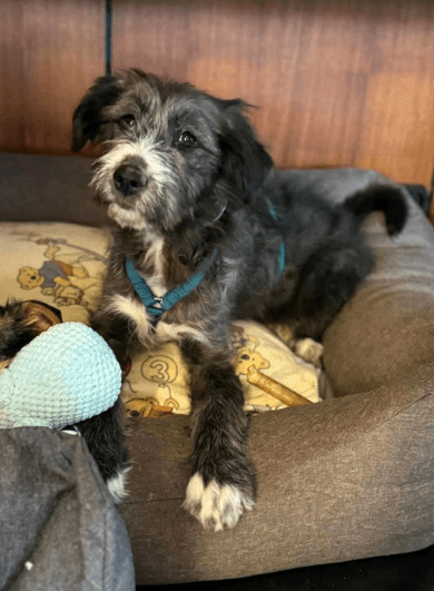 2025 02 11 21 16 40 Zuckerschnute Shelly ❤️ Sucht Ihre Menschen! In Nordrhein Westfalen Herten M