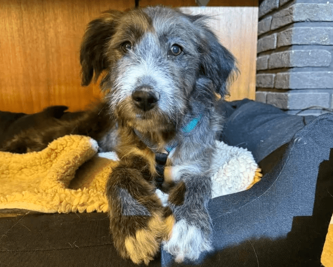 2025 02 11 21 16 45 Zuckerschnute Shelly ❤️ Sucht Ihre Menschen! In Nordrhein Westfalen Herten M