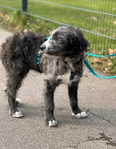 2025 02 11 21 16 52 Zuckerschnute Shelly ❤️ Sucht Ihre Menschen! In Nordrhein Westfalen Herten M