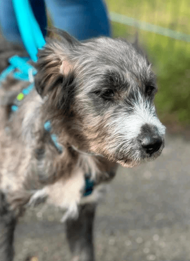 2025 02 11 21 17 00 Zuckerschnute Shelly ❤️ Sucht Ihre Menschen! In Nordrhein Westfalen Herten M