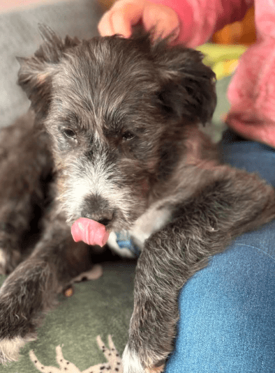 2025 02 11 21 17 05 Zuckerschnute Shelly ❤️ Sucht Ihre Menschen! In Nordrhein Westfalen Herten M