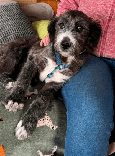 2025 02 11 21 17 11 Zuckerschnute Shelly ❤️ Sucht Ihre Menschen! In Nordrhein Westfalen Herten M