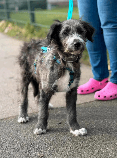 2025 02 11 21 17 17 Zuckerschnute Shelly ❤️ Sucht Ihre Menschen! In Nordrhein Westfalen Herten M