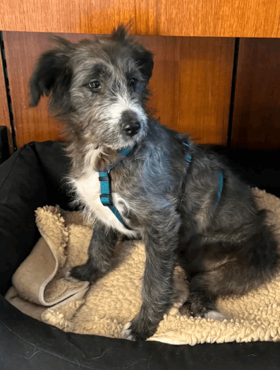 2025 02 11 21 17 24 Zuckerschnute Shelly ❤️ Sucht Ihre Menschen! In Nordrhein Westfalen Herten M