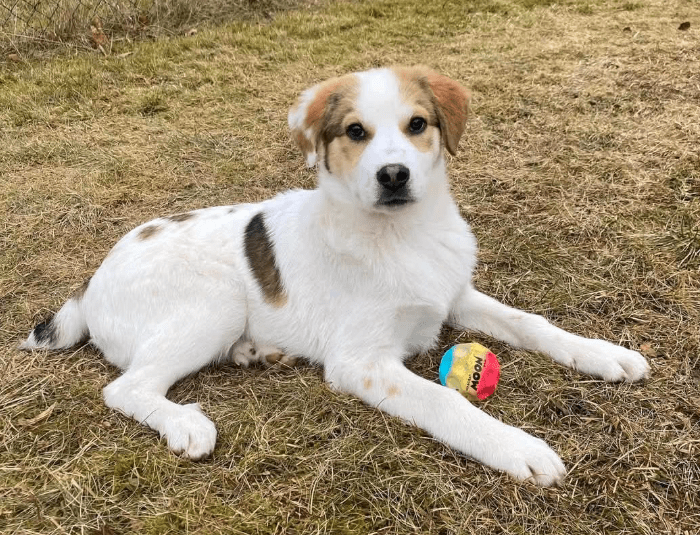 2025 02 11 21 42 54 Charles ❤️ Kleiner, Mutiger Kuschelbär Sucht Familie! In Sachsen Kirchberg M