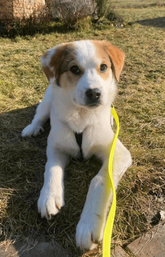 2025 02 11 21 43 03 Charles ❤️ Kleiner, Mutiger Kuschelbär Sucht Familie! In Sachsen Kirchberg M
