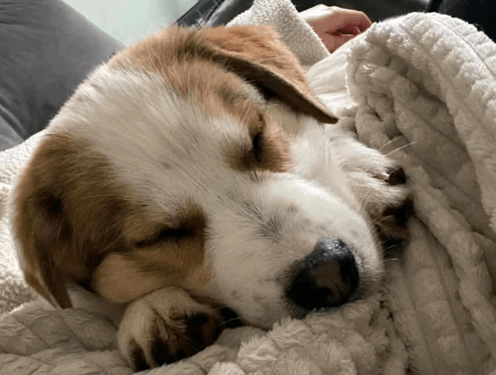 2025 02 11 21 43 08 Charles ❤️ Kleiner, Mutiger Kuschelbär Sucht Familie! In Sachsen Kirchberg M