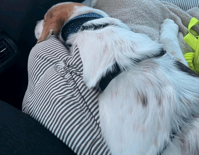 2025 02 11 21 43 13 Charles ❤️ Kleiner, Mutiger Kuschelbär Sucht Familie! In Sachsen Kirchberg M