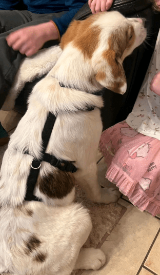 2025 02 11 21 43 32 Charles ❤️ Kleiner, Mutiger Kuschelbär Sucht Familie! In Sachsen Kirchberg M