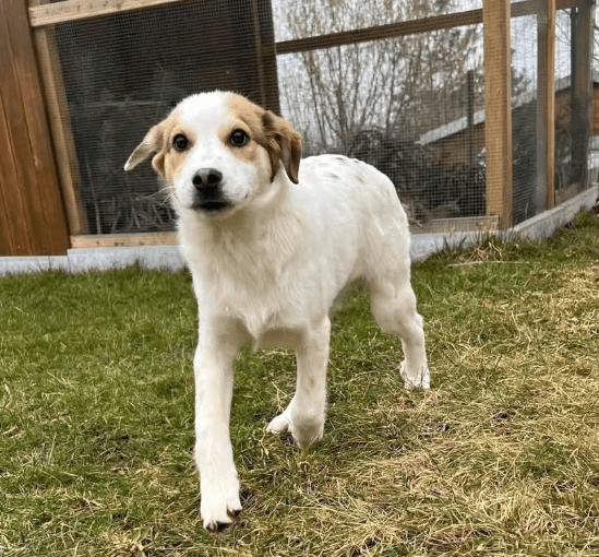 2025 02 11 21 43 37 Charles ❤️ Kleiner, Mutiger Kuschelbär Sucht Familie! In Sachsen Kirchberg M