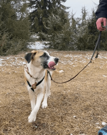 2025 02 24 14 29 15 Kuschelprofi Zabo ❤️ Sucht Seine Herzensmenschen In Baden Württemberg Blaustei