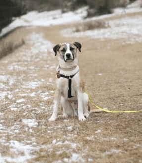 2025 02 24 14 29 20 Kuschelprofi Zabo ❤️ Sucht Seine Herzensmenschen In Baden Württemberg Blaustei