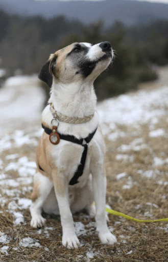 2025 02 24 14 29 29 Kuschelprofi Zabo ❤️ Sucht Seine Herzensmenschen In Baden Württemberg Blaustei