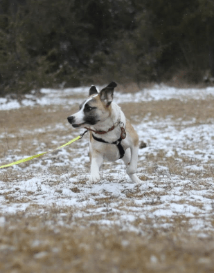 2025 02 24 14 29 35 Kuschelprofi Zabo ❤️ Sucht Seine Herzensmenschen In Baden Württemberg Blaustei