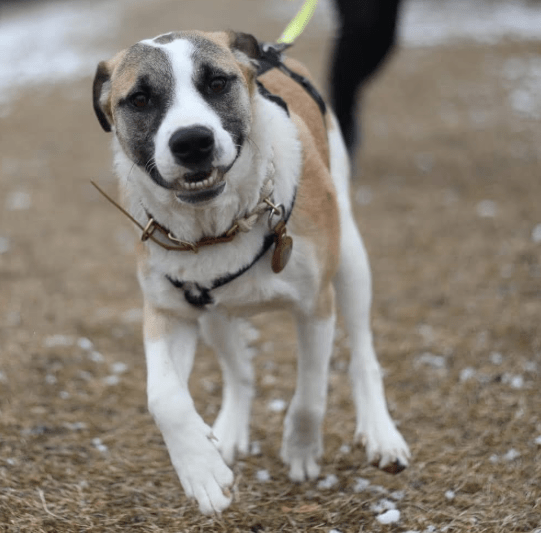 2025 02 24 14 29 42 Kuschelprofi Zabo ❤️ Sucht Seine Herzensmenschen In Baden Württemberg Blaustei