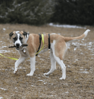 2025 02 24 14 29 48 Kuschelprofi Zabo ❤️ Sucht Seine Herzensmenschen In Baden Württemberg Blaustei