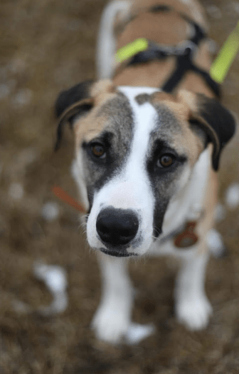 2025 02 24 14 30 02 Kuschelprofi Zabo ❤️ Sucht Seine Herzensmenschen In Baden Württemberg Blaustei