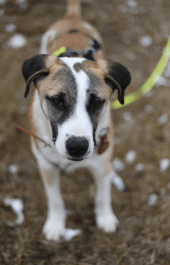 2025 02 24 14 30 06 Kuschelprofi Zabo ❤️ Sucht Seine Herzensmenschen In Baden Württemberg Blaustei