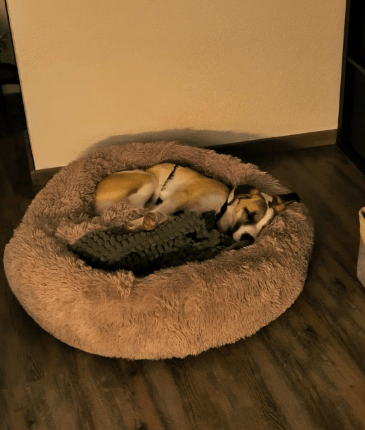 2025 02 24 14 30 12 Kuschelprofi Zabo ❤️ Sucht Seine Herzensmenschen In Baden Württemberg Blaustei