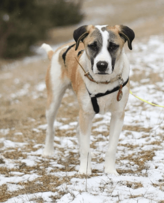 2025 02 24 14 30 17 Kuschelprofi Zabo ❤️ Sucht Seine Herzensmenschen In Baden Württemberg Blaustei