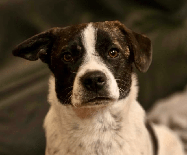 2025 03 08 22 13 32 puck ❤️ dein zukünftiger bester kumpel! in hessen oestrich winkel mischlinge