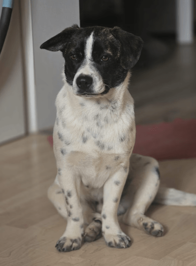 2025 03 08 22 13 36 puck ❤️ dein zukünftiger bester kumpel! in hessen oestrich winkel mischlinge