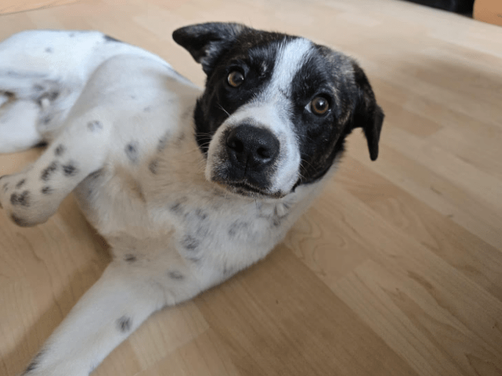 2025 03 08 22 13 40 puck ❤️ dein zukünftiger bester kumpel! in hessen oestrich winkel mischlinge