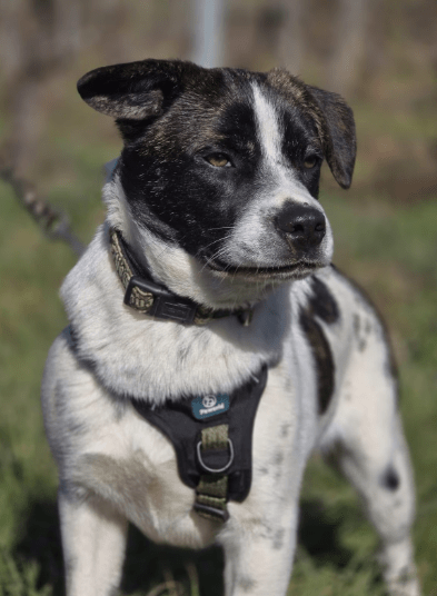 2025 03 08 22 13 48 puck ❤️ dein zukünftiger bester kumpel! in hessen oestrich winkel mischlinge