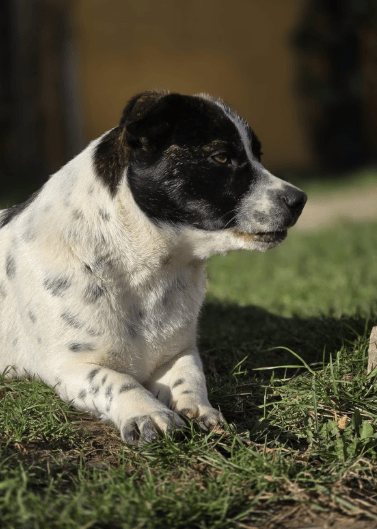 2025 03 08 22 13 51 puck ❤️ dein zukünftiger bester kumpel! in hessen oestrich winkel mischlinge