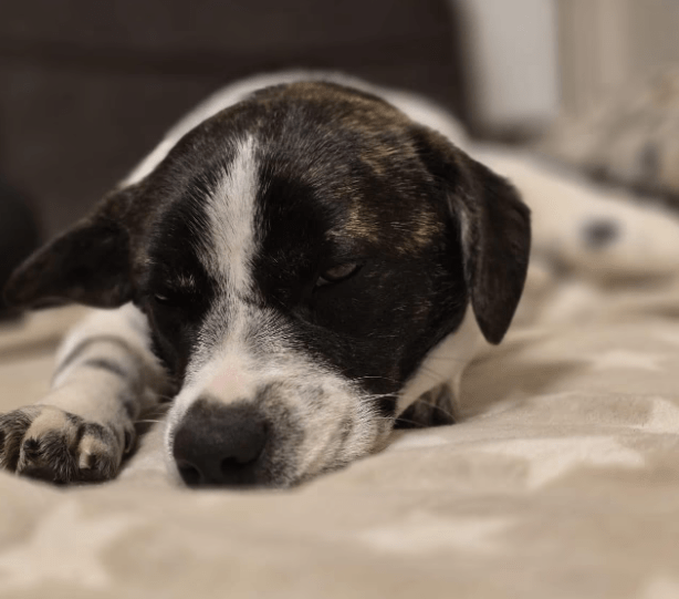 2025 03 08 22 13 57 puck ❤️ dein zukünftiger bester kumpel! in hessen oestrich winkel mischlinge