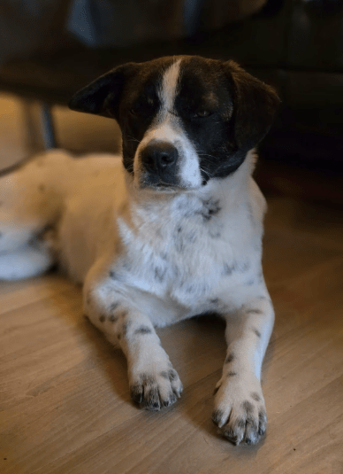 2025 03 08 22 14 02 puck ❤️ dein zukünftiger bester kumpel! in hessen oestrich winkel mischlinge