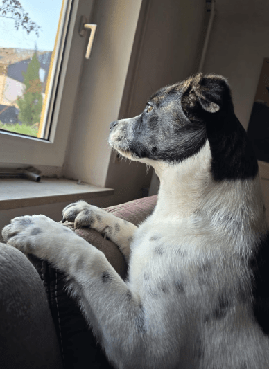 2025 03 08 22 14 08 puck ❤️ dein zukünftiger bester kumpel! in hessen oestrich winkel mischlinge